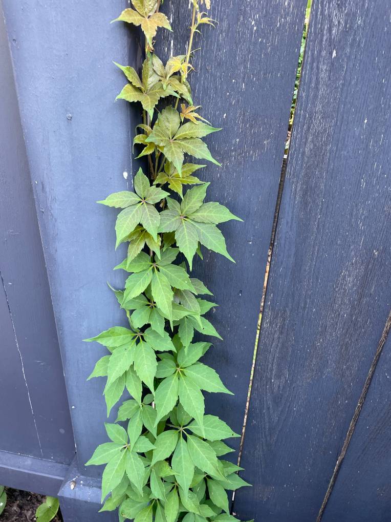 Plant name: Engelman